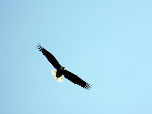 American Plan Travel Information